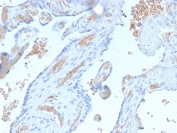 IHC staining of FFPE human placenta with recombinant Spectrin alpha 1 antibody (clone SPTA1/2939R). Required HIER: boil tissue sections in pH6, 10mM citrate buffer, for 10-20 min followed by cooling at RT for 20 min.