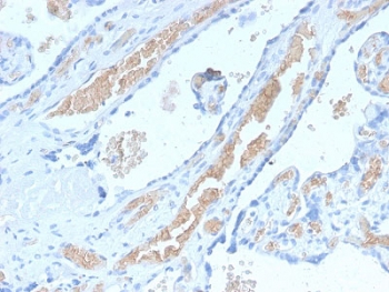 IHC staining of FFPE human placenta with recombinant Spectrin alpha 1 antibody (clone SPTA1/2939R). Required HIER: boil tissue sections in pH6, 10mM citrate buffer, for 10-20 min followed by cooling at RT for 20 min.~