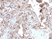IHC testing of FFPE human placenta with recombinant S100A4 antibody (clone S100A4/1482). Required HIER: steam sections in pH 9 10mM Tris with 1mM EDTA for 10-20 min and allow to cool before testing.