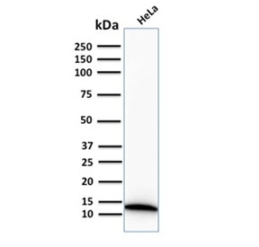 Western blot testing of human HeLa cell lysate with recombinant S100A4 antibody. Predicted molecular weight ~12 kDa.