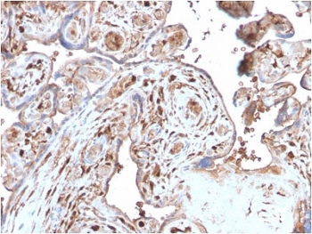 IHC testing of FFPE human placenta with recombinant S100A4 antibody. Required HIER: steam sections in pH 9 10mM Tris with 1mM EDTA for 10-20 min and allow to cool before testing.