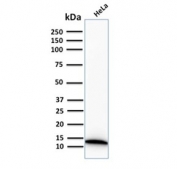 Western blot testing of human HeLa cell lysate with recombinant S100A4 antibody (clone S100A4/1482). Predicted molecular weight ~12 kDa.