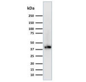 Western blot testing of human 293T lysate with BMI1 antibody (clone BMI1/2689). Expected molecular weight: 37-43 kDa.