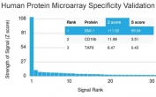 Analysis of HuProt(TM) microarray containing more than 19,000 full-length human proteins using Bcl6 antibody (clone BMI1/2689). These results demonstrate the foremost specificity of the BMI1/2689 mAb. Z- and S- score: The Z-score represents the strength of a signal that an antibody (in combination with a fluorescently-tagged anti-IgG secondary Ab) produces when binding to a particular protein on the HuProt(TM) array. Z-scores are described in units of standard deviations (SD's) above the mean value of all signals generated on that array. If the targets on the HuProt(TM) are arranged in descending order of the Z-score, the S-score is the difference (also in units of SD's) between the Z-scores. The S-score therefore represents the relative target specificity of an Ab to its intended target. 