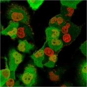 IF/ICC testing of fixed and permeabilized human T98G cells with FSP1 antibody (clone CPTC-S100A4-3, green) and Reddot nuclear stain (red).