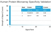 Analysis of HuProt(TM) microarray containing more than 19,000 full-length human proteins using HNF1A antibody (clone HNF1A/2087). These results demonstrate the foremost specificity of the HNF1A/2087 mAb. Z- and S- score: The Z-score represents the strength of a signal that an antibody (in combination with a fluorescently-tagged anti-IgG secondary Ab) produces when binding to a particular protein on the HuProt(TM) array. Z-scores are described in units of standard deviations (SD's) above the mean value of all signals generated on that array. If the targets on the HuProt(TM) are arranged in descending order of the Z-score, the S-score is the difference (also in units of SD's) between the Z-scores. The S-score therefore represents the relative target specificity of an Ab to its intended target.