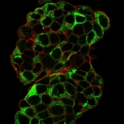 Immunofluorescent staining of PFA-fixed human MCF7 cells with pS2 antibody (clone TFF1/2133, green) and Phalloidin (red).