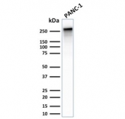 Western blot testing of human PANC-1 and HeLa cell lysate with recombinant Spectrin beta III antibody (clone SPTBN2/2887R). Predicted molecular weight ~246 kDa.