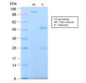 SDS-PAGE analysis of purified, BSA-free recombinant Spectrin beta III antibody (clone SPTBN2/2887R) as confirmation of integrity and purity.