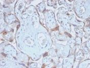 IHC staining of FFPE human placenta with recombinant TIMP2 antibody (clone TIMP2/2488R). Required HIER: requires boil tissue sections in pH 9 10mM Tris with 1mM EDTA for 10-20 min and allow to cool before testing.