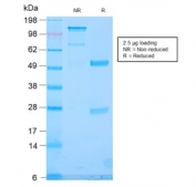 SDS-PAGE analysis of purified, BSA-free recombinant TLE1 antibody (clone TLE1/2946R) as confirmation of integrity and purity.