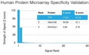 Analysis of HuProt(TM) microarray containing more than 19,000 full-length human proteins using Prealbumin antibody (clone CPTC-TTR-1). These results demonstrate the foremost specificity of the CPTC-TTR-1 mAb. Z- and S- score: The Z-score represents the strength of a signal that an antibody (in combination with a fluorescently-tagged anti-IgG secondary Ab) produces when binding to a particular protein on the HuProt(TM) array. Z-scores are described in units of standard deviations (SD's) above the mean value of all signals generated on that array. If the targets on the HuProt(TM) are arranged in descending order of the Z-score, the S-score is the difference (also in units of SD's) between the Z-scores. The S-score therefore represents the relative target specificity of an Ab to its intended target.