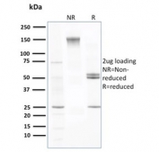 SDS-PAGE analysis of purified, BSA-free Prealbumin antibody (clone CPTC-TTR-1) as confirmation of integrity and purity.