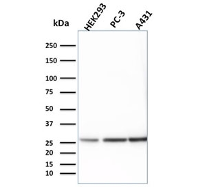 Western blot testing of human 1) HEK293, 2) PC-3 and 3) A431 lysate with 14-3-3 epsilon antibody. Predicted molecular weight ~28 kDa.~