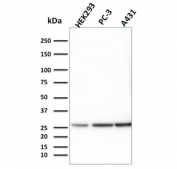 Western blot testing of human 1) HEK293, 2) PC-3 and 3) A431 lysate with 14-3-3 epsilon antibody. Predicted molecular weight ~28 kDa.