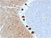 IHC testing of FFPE human cerebellum with CA8 antibody (clone CPTC-CA8-2). HIER: boil tissue sections in pH6, 10mM citrate buffer or pH 9 10mM Tris with 1mM EDTA for 10-20 min followed by cooling at RT for 20 min.