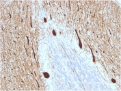 IHC testing of FFPE human cerebellum with CA8 antibody (clone CPTC-CA8-2). HIER: boil tissue sections in pH6, 10mM citrate buffer or pH 9 10mM Tris with 1mM EDTA for 10-20 min followed by cooling at RT for 20 min.