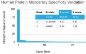 Analysis of HuProt(TM) microarray containing more than 19,000 full-length human proteins using Calretinin antibody (clone CALB2/2603). These results demonstrate the foremost specificity of the CALB2/2603 mAb. Z- and S- score: The Z-score represents the strength of a signal that an antibody (in combination with a fluorescently-tagged anti-IgG secondary Ab) produces when binding to a particular protein on the HuProt(TM) array. Z-scores are described in units of standard deviations (SD's) above the mean value of all signals generated on that array. If the targets on the HuProt(TM) are arranged in descending order of the Z-score, the S-score is the difference (also in units of SD's) between the Z-scores. The S-score therefore represents the relative target specificity of an Ab to its intended target.