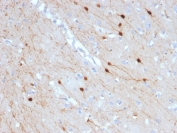 IHC testing of FFPE human cerebellum with Calbindin 2 antibody (clone CALB2/2685). HIER: boil tissue sections in pH 9 10mM Tris with 1mM EDTA for 10-20 min followed by cooling at RT for 20 min.