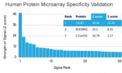 Analysis of HuProt(TM) microarray containing more than 19,000 full-length human proteins using Calbindin 2 antibody (clone CALB2/2685). These results demonstrate the foremost specificity of the CALB2/2685 mAb. Z- and S- score: The Z-score represents the strength of a signal that an antibody (in combination with a fluorescently-tagged anti-IgG secondary Ab) produces when binding to a particular protein on the HuProt(TM) array. Z-scores are described in units of standard deviations (SD's) above the mean value of all signals generated on that array. If the targets on the HuProt(TM) are arranged in descending order of the Z-score, the S-score is the difference (also in units of SD's) between the Z-scores. The S-score therefore represents the relative target specificity of an Ab to its intended target.