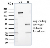 SDS-PAGE analysis of purified, BSA-free Calbindin 2 antibody (clone CALB2/2685) as confirmation of integrity and purity.