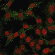 Immunofluorescent staining of permeabilized human SKBR-3 cells with recombinant B7-H4 antibody (clone B7H4/2652R, green) and Reddot nuclear stain (red).