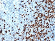 IHC testing of FFPE human tonsil with TCL1 antibody (clone TCL1/2079). HIER: boil tissue sections in pH 9 10mM Tris with 1mM EDTA for 10-20 min followed by cooling at RT for 20 min.