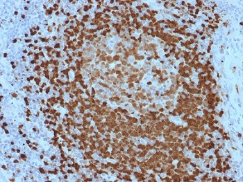 IHC testing of FFPE human lymph node with TCL1 antibody. HIER: boil tissue sections in pH 9 10mM Tris with 1mM EDTA for 10-20 min followed by cooling at RT for 20 min.