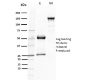 SDS-PAGE analysis of purified, BSA-free TCL1 antibody (clone TCL1/2079) as confirmation of integrity and purity.