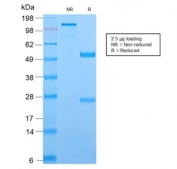 SDS-PAGE analysis of purified, BSA-free recombinant TCL1 antibody (clone TCL1/2747R) as confirmation of integrity and purity.