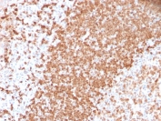 IHC testing of FFPE human tonsil with recombinant TCL1 antibody (clone TCL1/2747R). HIER: boil tissue sections in pH 9 10mM Tris with 1mM EDTA for 10-20 min followed by cooling at RT for 20 min.