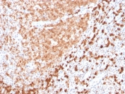 IHC testing of FFPE human tonsil with recombinant TCL1 antibody (clone TCL1/2747R). HIER: boil tissue sections in pH 9 10mM Tris with 1mM EDTA for 10-20 min followed by cooling at RT for 20 min.