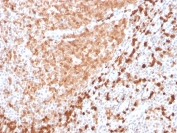 IHC testing of FFPE human tonsil with recombinant TCL1 antibody (clone TCL1/2747R). HIER: boil tissue sections in pH 9 10mM Tris with 1mM EDTA for 10-20 min followed by cooling at RT for 20 min.