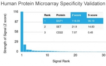 Analysis of HuProt(TM) microarray containing more than 19,000 full-length human proteins using BAP1 antibody (clone BAP1/2432). These results demonstrate the foremost specificity of the BAP1/2432 mAb.<BR>Z- and S- score: The Z-score represents the strength of a signal that an antibody (in combination with a