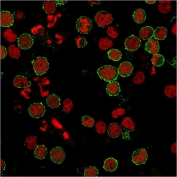 Immunofluorescent staining of human MOLT4 cells with CD6 antibody (clone C6/2884R, green) and Reddot nuclear stain (red).