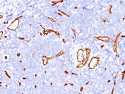 IHC staining of FFPE human tonsil tissue with CD34 antibody (clone SPM123). HIER: boil tissue sections in pH 9 10mM Tris with 1mM EDTA for 10-20 min followed by cooling at RT for 20 min.