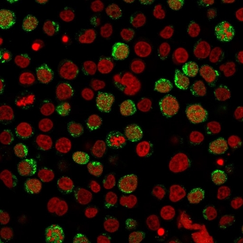 Immunofluorescent staining of paraformaldehyde-fixed human Jurkat cells with CD40 Ligand antibody (green, clone CD40LG/2761) and Reddot nuclear stain (red).