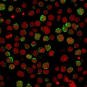 Immunofluorescent staining of paraformaldehyde-fixed human Jurkat cells with CD40 Ligand antibody (green, clone CD40LG/2761) and Reddot nuclear stain (red). 