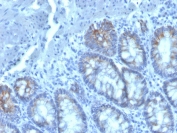 IHC testing of FFPE human colon with CD40 Ligand antibody (clone CD40LG/2761). HIER: boil tissue sections in pH 9 10mM Tris with 1mM EDTA for 20 min and allow to cool before testing.