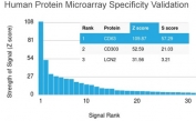 Analysis of HuProt(TM) microarray containing more than 19,000 full-length human proteins using recombinant CD63 antibody (clone rMX-49.129.5). These results demonstrate the foremost specificity of the rMX-49.129.5 mAb. Z- and S- score: The Z-score represents the strength of a signal that an antibody (in combination with a fluorescently-tagged anti-IgG secondary Ab) produces when binding to a particular protein on the HuProt(TM) array. Z-scores are described in units of standard deviations (SD's) above the mean value of all signals generated on that array. If the targets on the HuProt(TM) are arranged in descending order of the Z-score, the S-score is the difference (also in units of SD's) between the Z-scores. The S-score therefore represents the relative target specificity of an Ab to its intended target.