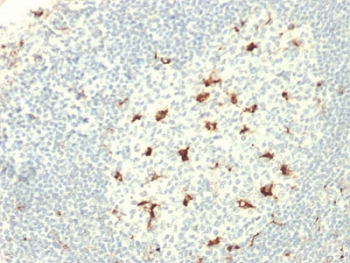 IHC staining of FFPE human tonsil with CD68 antibody (clo