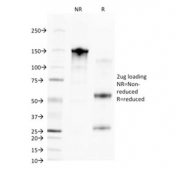 SDS-PAGE analysis of purified, BSA-free CD68 antibody (clone C68/2709) as confirmation of integrity and purity.