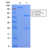 SDS-PAGE analysis of purified, BSA-free recombinant CD68 antibody (clone C68/2908R) as confirmation of integrity and purity.