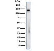 Western blot testing of human spleen lysate with CD68 antibody (clone C68/2908R). Expected molecular weight: 37-110 kDa depending on glycosylation level.