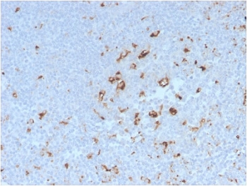 IHC staining of FFPE human tonsil with recombinant CD68 antibody (clone C68/2908R). HIER: boil tissue sections in pH 9 10mM Tris with 1mM EDTA for 10-20 min followed by cooling at RT for 20 min.~
