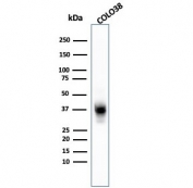 Western blot testing of human COLO-38 cell lysate with Melanoma Marker antibody cocktail (clones A103 + HMB45 + T311).