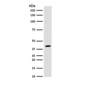 Western blot testing of human 293T lysate with BMI1 antibody (clone PGRF4-1). Expected molecular weight: 37-43 kDa.