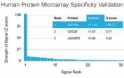 Analysis of HuProt(TM) microarray containing more than 19,000 full-length human proteins using Aldose reductase antibody (clone CPTC-AKR1B1-3). These results demonstrate the foremost specificity of the CPTC-AKR1B1-3 mAb. Z- and S- score: The Z-score represents the strength of a signal that an antibody (in combination with a fluorescently-tagged anti-IgG secondary Ab) produces when binding to a particular protein on the HuProt(TM) array. Z-scores are described in units of standard deviations (SD's) above the mean value of all signals generated on that array. If the targets on the HuProt(TM) are arranged in descending order of the Z-score, the S-score is the difference (also in units of SD's) between the Z-scores. The S-score therefore represents the relative target specificity of an Ab to its intended target.