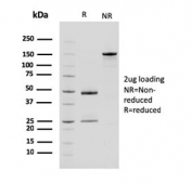 SDS-PAGE analysis of purified, BSA-free Carboxypeptidase A1 antibody (clone CPA1/2714) as confirmation of integrity and purity.