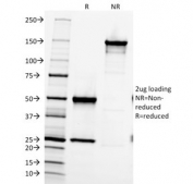 SDS-PAGE analysis of purified, BSA-free Fibronectin antibody (clone 616) as confirmation of integrity and purity.